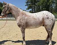 14-hand-quarter-horse-gelding