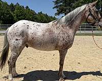 14-hand-quarter-horse