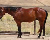 athletic-quarter-horse