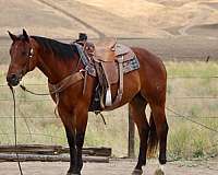 beginner-quarter-horse