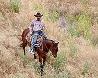 endurance-quarter-horse
