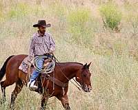 experienced-quarter-horse