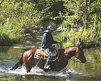 flashy-quarter-horse