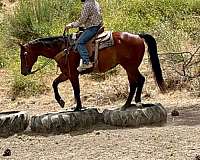 husband-safe-quarter-horse