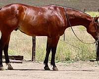 kid-safe-quarter-horse