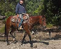 performance-quarter-horse