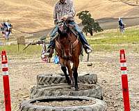 ranch-quarter-horse