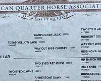 ranch-versatility-quarter-horse