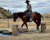 ranch-work-quarter-horse