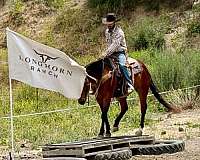 ridden-western-quarter-horse