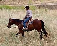 trail-quarter-horse