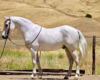 all-around-quarter-horse