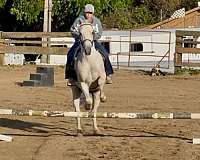 athletic-quarter-horse