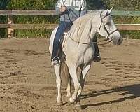 beginner-quarter-horse