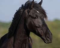 athletic-draft-horse