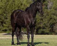 endurance-draft-horse