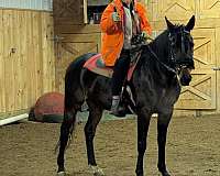 standardbred-race-horse