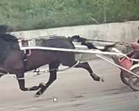 endurance-horse-standardbred