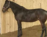 trail-horse-standardbred