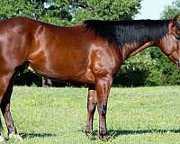 athletic-quarter-horse