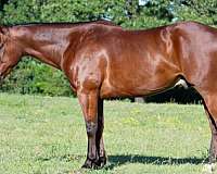 calf-roping-quarter-horse