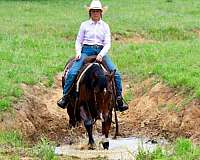 endurance-quarter-horse
