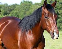 ranch-quarter-horse