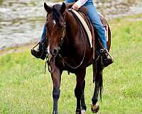 ranch-versatility-quarter-horse