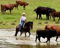ranch-work-quarter-horse