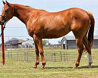all-around-quarter-horse