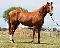 athletic-quarter-horse