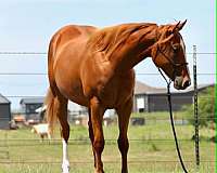 barrel-racing-quarter-horse