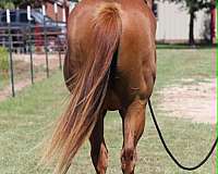 endurance-quarter-horse