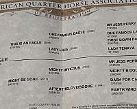 performance-quarter-horse