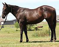 all-around-quarter-horse
