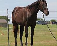 athletic-quarter-horse