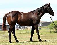 endurance-quarter-horse