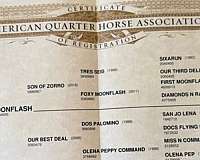 performance-quarter-horse