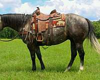 all-around-quarter-horse