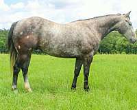 athletic-quarter-horse