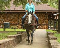 flashy-quarter-horse