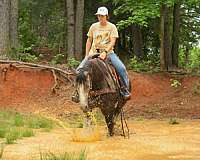 endurance-quarter-horse
