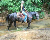 performance-quarter-horse
