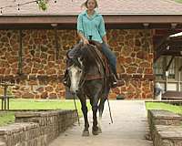 ranch-quarter-horse