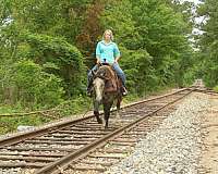 ranch-versatility-quarter-horse
