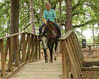 ranch-work-quarter-horse
