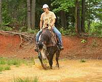 trail-quarter-horse