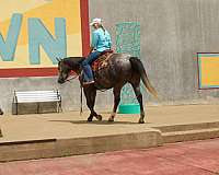 trail-riding-quarter-horse