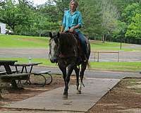western-riding-quarter-horse