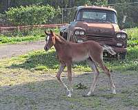 bay-white-socks-strip-star-face-horse